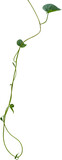 Fototapeta Sawanna - Vine plant, Branch creeper leaf green, Liana tropical nature.