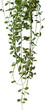 Plant ivy vines hanging, Succulent plants climbing.