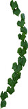 Fototapeta Sawanna - Vine plant, Branch creeper leaf green, Liana tropical nature.
