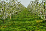 Fototapeta  - rows of blooming fruit trees in an orchard in spring