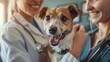 © Art_You - Touching moment: the bond between a veterinarian and a Jack Russell terrier