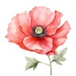 Soft watercolor drawing of a cute poppy flower isolated on white