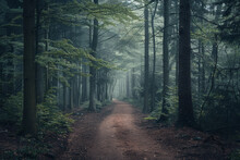 A Narrow Forest Path Disappearing Into The Distance, Flanked By Tall Trees With Minimal Foliage. The Muted Color Palette And Soft Natural Light Filtering Through The Canopy
