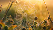 A spider web is seen in the grass with dew on it