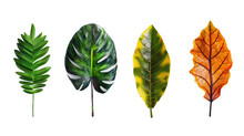 Four Different Types Of Leaves Are Shown In A Row, With One Being Green