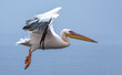 Great White Pelican (Pelecanus onocrotalus) flying in the morning near Pelican Point in the Lagoon of Walvis Bay
