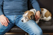 Ein kleiner Terrier Hund schläft auf den Beinen eines Mannes. Gemütlich, Zuhause. 