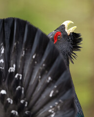 Wall Mural - Western capercaillie closeup in the forest