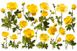 buttercups all in detail each on a white background