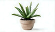 cactus in a pot an a white background, cactus, patchy cactus, cactus adjacent, unique pot mode for houseplants, cactus decoration
