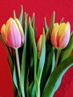 Tulpen Strauß Liliengewächs Blumen Frühling