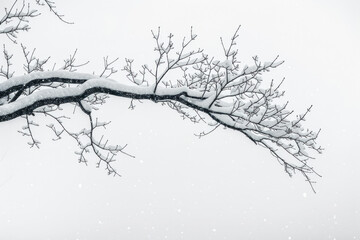 the serene beauty of a solitary tree branch adorned with freshly fallen snow.