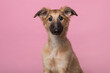 Portrait of a cute silken windsprite puppy looking at the camera on a pink background