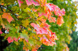 Bright autumn maple leaves in the open air