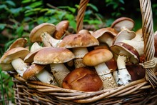 Basket Full Of Edible Different Wild Forest Mushrooms