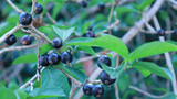 Fototapeta  - Alangium salviifolium fruit. A bunch of ripe black fruits on a branch of a Thai herb on a blurred outdoor green leaf background with copy space with selective focus.