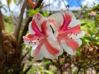 Poster - Azalea bloom in a serene park setting