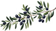 Olive tree branch with black fruits and leaves. Medit