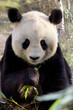 Große Panda (Ailuropoda melanoleuca) auch Riesenpanda, Portrait 