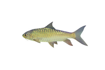 Wall Mural - Close-up view of Neolissochillus fish isolated on a transparent background png file.