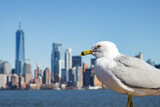 Fototapeta  - Lower Manhattan skyline in New York City (USA)