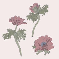 Wall Mural - Set beautiful simple colored line flowers. Floral design collection for your greeting cards, invitation, holidays, wedding. Hand drawn illustration  Anemone in vintage style.