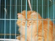Yellow tabby cat in cage