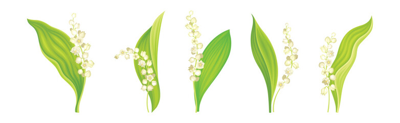 Wall Mural - Lily of the Valley Flower on Green Stem with Leaf Vector Set