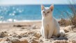 Portrait of a beautiful white domestic cat sitting proudly on the sandy beach