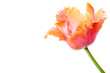 Amazing parrot. Pink and orange parrot tulip flower head isolated on white background. Specialty tulip.