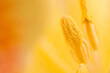 Floral background. Macro shot of the inside of a yellow tulip. Extreme tulip close up.