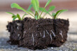 Growing statice seedlings in soil blocks. Air pruning means that the initial roots slightly dry out and stop outward growth, which spurs secondary root development.