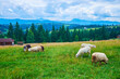 The Mountain Valley Peppers with grazing sheep herd, Ukraine
