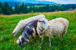 The sheep on green meadow, Carpathians, Mountain Valley Peppers, Ukraine