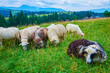 The sheep in mountains, Carpathians, Mountain Valley Peppers, Ukraine