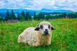 Mountain scenery with sheep, Carpathians, Mountain Valley Peppers, Ukraine