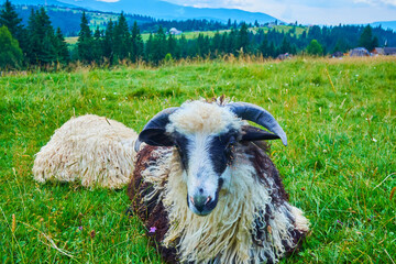 Sticker - The sheep on the mountain valley, Carpathians, Ukraine