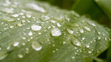 Fototapeta Tęcza - water drops on green leaf