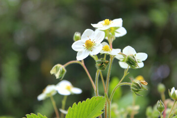 Wall Mural - Flowering of small wild strawberries
