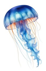 Wall Mural - watercolor Illustration of jellyfish with turquoise body, long tentacles isolated on white backdrop.