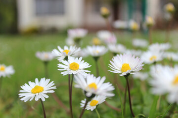 Canvas Print - Small white meadow daisies (Matricaria)