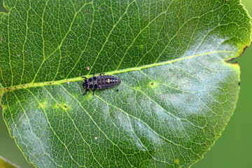 Wall Mural - A ladybird larva feeding on an aphid colony on a young pear tree shoot in the garden in spring.
