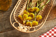 Fresh coltsfoot or Tussilago flowers harvested in spring - ingredient for herbal medicine, close up