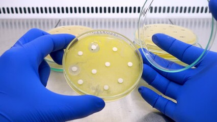 Poster - Scientist opens a petri dish with white disks inside, test for the effect of antibiotics on bacterial growth in the laboratory, close-up.