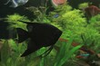 Beautiful black fish in the aquarium