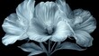 Ethereal Beauty: Delicate Layers of a White Flower in Contrast with Dark Background