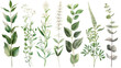 Assorted botanical illustration of various green leafy branches and foliage with a white background.