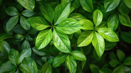 Wall Mural - Green leaves branch. Generative AI