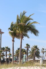 Canvas Print - Vertical of palm trees on the beach