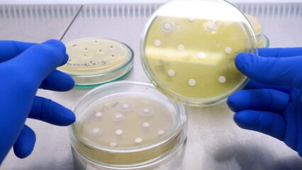 Sticker - The doctor analyzes the petri dish with the effect of antibiotics on the growth of bacteria; disks with antibiotics are located on the petri dish.